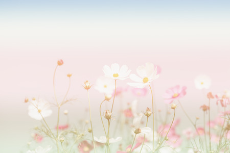 Soft focus and blurred cosmos flowers on pastel color style for backgroundの写真素材