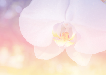 Soft and blurred focus in pastel tone style for backgroundの写真素材