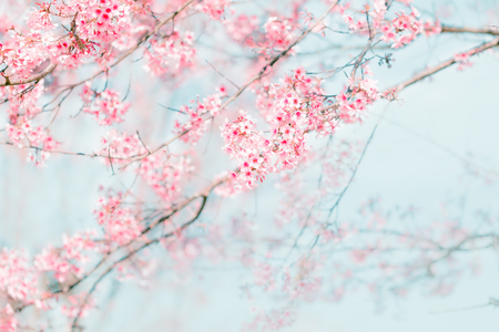 Branches of beautiful Cherry blossoms or Sakura flower in vintage tone style backgroundの写真素材