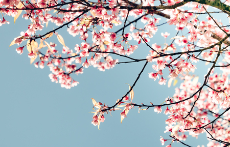 Sakura flower or Cherry blossom on blue skyの写真素材
