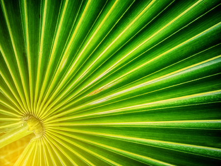 Green leaf on surface patternの写真素材