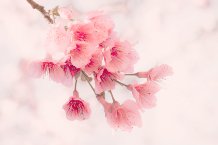 Soft focus Cherry Blossom or Sakura flower on nature backgroundの写真素材