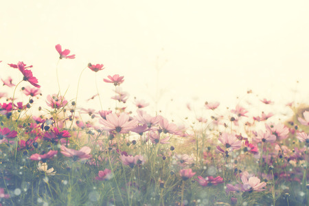 Cosmos flower with water spray in the fieldの写真素材