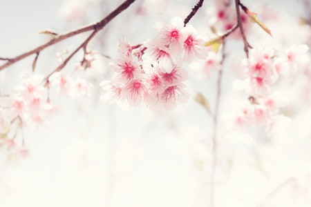 Soft focus Cherry Blossom or Sakura flower on nature backgroundの写真素材