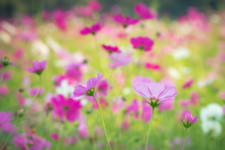 Cosmos Flowerの写真素材