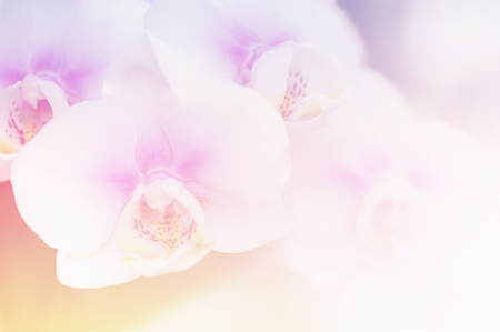 Soft and blurred focus in pastel tone style for backgroundの写真素材