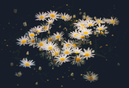 Daisy Flower on black backgroundの写真素材