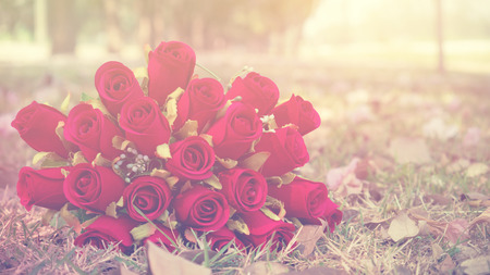 Rose flowerの写真素材