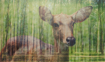Double Exposure antelope with pine treeの写真素材