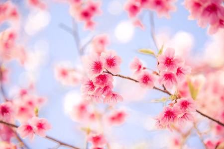 Sakura flower or Cherry blossome for backgroundの写真素材