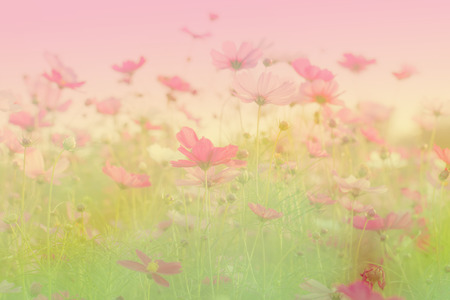 Soft focus and blurred cosmos flowers on pastel color style for backgroundの写真素材