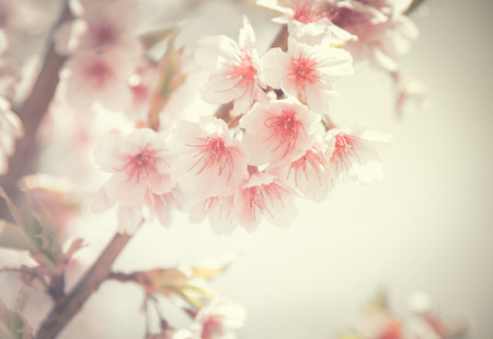 Sakura or Cherry blossom in vintage style background