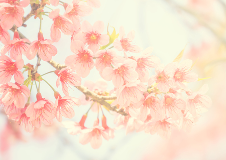 Sakura Flowerの写真素材