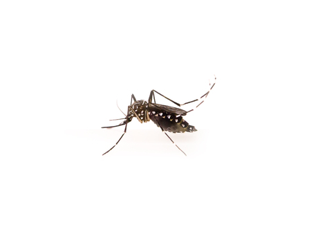Close up or macro of a Mosquito on a white backgroundの写真素材