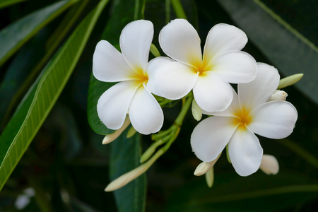 Plumeria flower or Frangipani flower on dark backgroundの写真素材