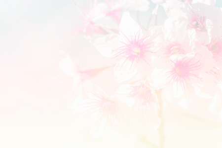 Close-up  soft focus Sakura flower or Cherry blossomの写真素材