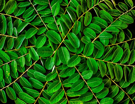 Green leaf patternの写真素材