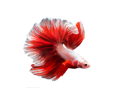 Beta Fighting Fish,Siamese fighting fish