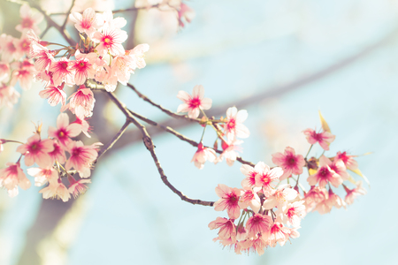 Sakura or Cherry blossom in vintage style backgroundの写真素材