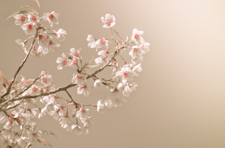Cherry blossom or sakura flower with copy space for textの写真素材