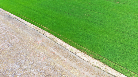 Aerial view from flying drone. The dividing line The plowed paddy field with green seedlings background.の写真素材