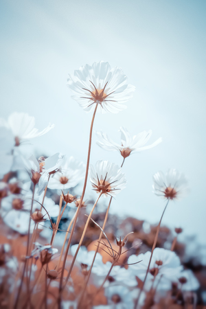 Vintage tone beautiful cosmos flower in the fieldの写真素材