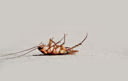 Cockroaches die from insecticide spray.の写真素材