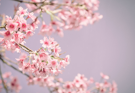 Cherry Blossom or Sakura flower on nature background.の写真素材