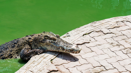 Crocodile in the pond at Crocodile Farm in Thailandの写真素材