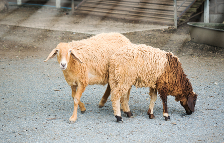 Sheep in farm. Sheep for cutting the hair for the textile industry.の写真素材