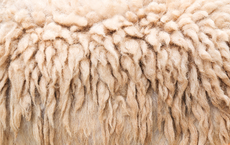 Sheep wool for manufacturing background.の写真素材