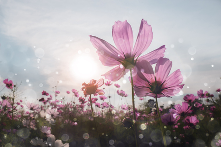 Cosmos flower with bokeh at sunrise morning.の写真素材