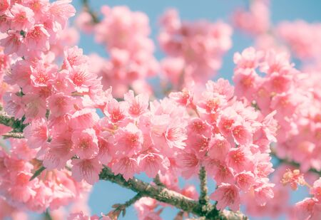 Branch of Cherry blossom on vintage color sky.の写真素材