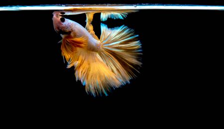 Movement of Siamese betta fish or half moon betta splendens fighting fish.の写真素材