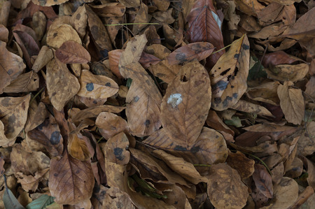 rottened dried leavesの写真素材