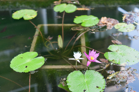 Purple lotus flowerの写真素材