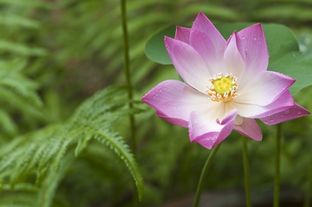 Blooming waterlilly flower with rain drop on petal の写真素材
