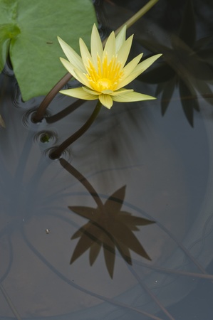 blooming of yellow waterlilly flower with reflectionの写真素材