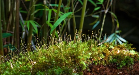 Close up of moss in Phu Kra Dung national park, Thailandの写真素材