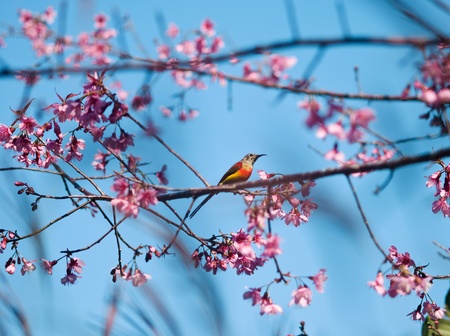 Sunbird in wild himalayan cherry blossom in Chaingmai , Thailand の写真素材