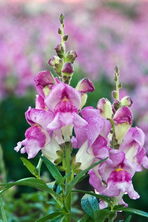 Close up of snapdragon flowersの写真素材