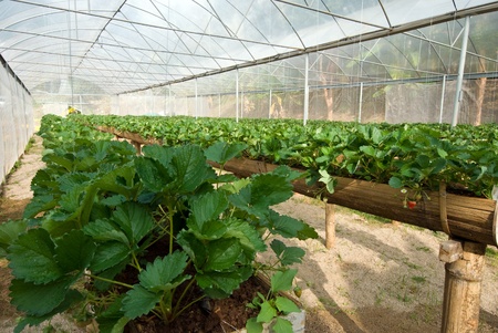 Strawberry vine growing in organic farmのeditorial素材