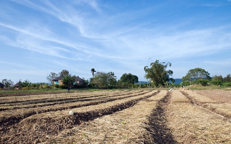 Organic vegetable farm in Thailandの写真素材