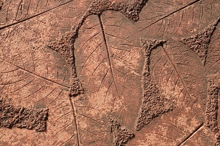 Detail of imprint leaf on cement floorの写真素材