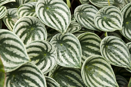 Texture of green leavesの写真素材