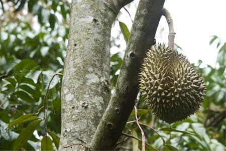 Fresh durian fruit on tree