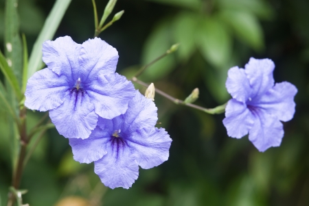 group of pretty Blue petunia flower in gardenの写真素材