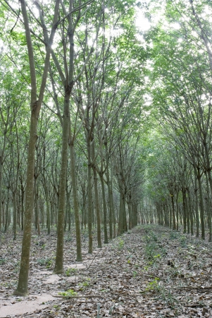 Rubber tree agriculture in Thailandの写真素材