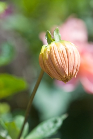 Sweet pink and beatiful Dahlia flower in garden の写真素材