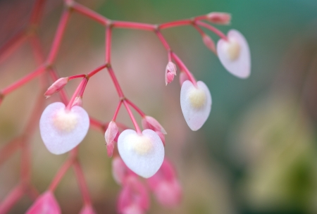 Heart shape and sweet pink color of Begonia flower like sign of loveの写真素材